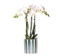Kolibri Orchids Phalaenopsis Amabilis Orchidée blanche + pot à rayures peintes Vert Taille du pot Ø 9 cm Plante d'intérieur à fleurs Fraîcheur de cultivateur