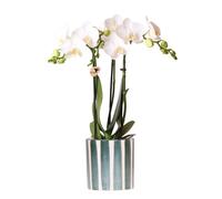 Kolibri Orchids Phalaenopsis blanc orchidée Amabilis + Painted Stripe pot vert - taille du pot 9cm