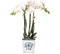 Kolibri Orchids phalaenopsis blanc orchidée Amabilis + pot décoratif Malaga vert - taille du pot 9cm