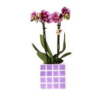 Kolibri Orchids Phalaenopsis lilas Orchidée El Salvador + pot décoratif Mosa lilas - taille de pot 9cm