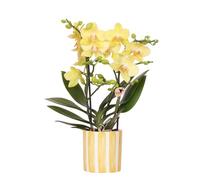 Kolibri Orchids | Phalaenopsis Orchidée jaune - Albenga + pot à rayures peintes - Taille du pot Ø 9 cm | Plante d'intérieur en fleurs - Fraîcheur de l'éleveur