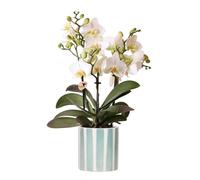 Kolibri Orchids Phalaenopsis Orchidée Lausanne et rayures peintes Pot décoratif turquoise Diamètre 9 cm Plante d'intérieur Fraîcheur de cultivateur