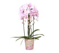 Kolibri Orchids Phalaenopsis Orchidée rose - Niagara Fall - Taille du pot Ø 12 cm | Plante d'intérieur fleurie - Fraîcheur de l'éleveur