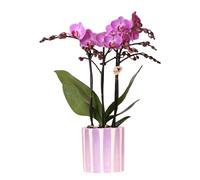Kolibri Orchids Phalaenopsis Orchidée Vienna + pot à rayures peintes Violet Taille du pot Ø 9 cm Plante d'intérieur à fleurs Fraîcheur de cultivateur
