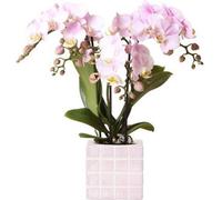 Kolibri Orchids Phalaenopsis rose Orchidée Portugal + Mosa Pot décoratif rose - Taille de pot 9cm