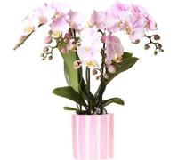 Kolibri Orchids Phalaenopsis rose Orchidée Portugal + Painted Stripe Pot Rose - Taille du pot 9cm