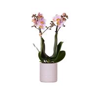 Kolibri Orchids | Rosa Phalaenopsis Orchidee - Andorra + Pastelltopf rosa - Topfgröße Ø9cm | blühende Zimmerpflanze - frisch vom Züchter