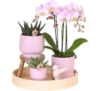 Kolibri Orchids | Set cadeau Fête des mères Big | Plante verte avec orchidée Phalaenopsis rose dans des cache-pots Simplicity roses sur assiette en bambou