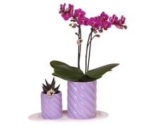 Kolibri Orchids Set cadeau Optimisme Petit Lilas - Plante verte avec orchidée Phalaenopsis orange dans des pots de plantes ornementales Candy sur plateau organique blanc