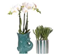 Kolibri Orchids | Set d'orchidée Amabilis blanche dans un pot de poisson vert et succulente dans un pot à rayures vertes - Taille du pot Ø 9 cm | Plante d'intérieur fleurie - Fraîche de l'éleveur