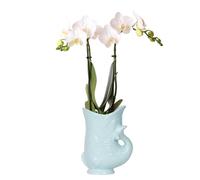 Kolibri Phalaenopsis Orchidée blanche - Amabilis + pot à poisson turquoise - Taille du pot Ø 9 cm - Plante d'intérieur fleurie - Fraîcheur de l'éleveur