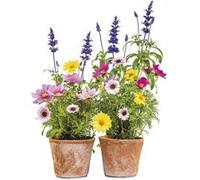 Komar 16000 Autocollant de fenêtre"Springtime" , multicolore Multicolore G