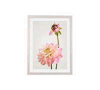 Komar Cadre photo en bois blanc avec art « Dahlia » en lot - Dimensions : 30 x 40 cm - Décoration murale, fleur