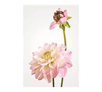 Komar Dahlia - Taille : 50 x 70 cm Image murale (sans cadre) - Pure Boutique
