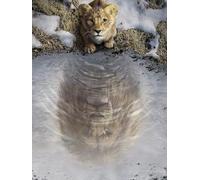Komar Décoration murale - Disney Mufasa Le Roi Lion - Dimensions : 30 x 40 cm - Poster pour chambre d'enfant - Roulé sans cadre - Bleu, marron