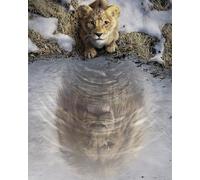 Komar Décoration murale - Disney Mufasa The Lion King - Dimensions : 40 x 50 cm - Poster pour chambre d'enfant - Roulé sans cadre - Bleu, marron