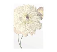 Komar Illustration Dahlia - Taille : 50 x 70 cm Tableau mural - Impression (sans cadre) - Pure Boutique
