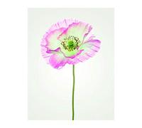 Komar Image Murale | Coquelicot | Poster Photo Salon Chambre Décoration Art Print | sans Cadre | P069-40x50 | Taille : 40 x 50 cm (Largeur x Hauteur)