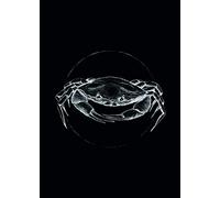 Komar Image Murale | Crabe Noir | Poster Photo Salon Chambre Décoration Art Print | sans Cadre | P080D - 50 x 70 cm | Dimensions : 50 x 70 cm (Largeur x Hauteur)