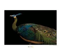 Komar Java Green Peafowl - Taille : 70 x 50 cm Tableau mural sans cadre - Motif géographique national