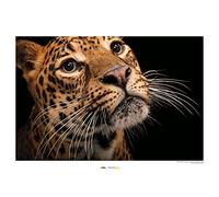 Komar Javan Leopard - Taille : 70 x 50 cm Tableau mural sans cadre - Motif géographique national