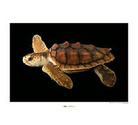 Komar Loggerhead Sea Turtle - Taille : 70 x 50 cm Impression d'art (sans cadre)