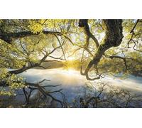Komar Papier Peint - Golden Embrace 400x250cm - Intissé