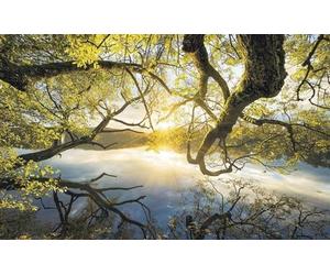 Komar Papier Peint - Golden Embrace 400x250cm - Intissé