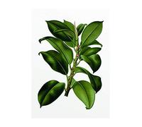 Komar Papier Peint Mural | Arbre Elastique | Plante Verte Poster Photo Salon Chambre Décoration Art Print | sans Cadre | P056-30x40 | Dimensions : 30 x 40 cm (Largeur x Hauteur)