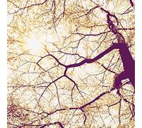 Komar Papier peint photo non tissé « Sunshine », 250 x 250 cm, 5 panneaux