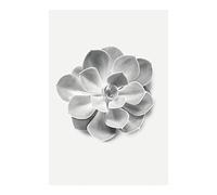Komar Succulent Aeonium - Taille : 50 x 70 cm Impression sur toile (sans cadre) - Pure Boutique