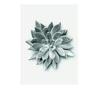 Komar Succulent Agave Tableau Mural en 3 Tailles, Schwarz, Weiß, Grau, P049A-30x40