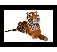 Komar Sumatran Tiger - Taille : 70 x 50 cm Impression sur toile (sans cadre)