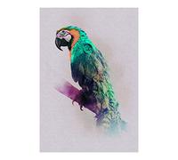Komar Tableau mural | Animals Paradise Parrot | Affiche, image, salon, chambre à coucher, décoration, impression d'art | sans cadre | P083B-50x70 | Taille: 50x70cm (largeur x hauteur), multicolore
