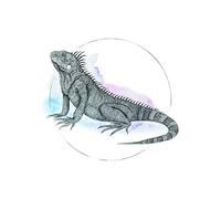 Komar Tableau Mural Aquarelle Iguane Poster Image Décoration Salon Chambre Art Impression sans Cadre P077B-40x50 Dimensions 40 x 50 cm (Largeur x Hauteur)