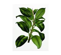 Komar Tableau Mural | Arbre élastique | Poster Photo pour Salon, Chambre à Coucher, décoration Artistique | sans Cadre | P056-40 x 50 | Dimensions : 40 x 50 cm (Largeur x Hauteur)