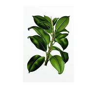 Komar Tableau Mural | Arbre élastique | Poster Photo pour Salon, Chambre à Coucher, décoration Artistique | sans Cadre | P056-50x70 | Dimensions : 50 x 70 cm (Largeur x Hauteur)