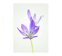 Komar Tableau mural Crocus d'automne - Impression d'art sans cadre - P068-30 x 40 cm - Dimensions : 30 x 40 cm (l x H)
