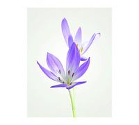 Komar Tableau Mural Crocus d'automne - Impression d'art sans Cadre - P068-40 x 50 cm - Dimensions : 40 x 50 cm (l x H)