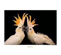 Komar Tableau mural motif cockatoo Citron Crested - Taille : 70 x 50 cm Sans cadre - National Geographic