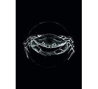 Komar Tableau Mural Motif Crabe Noir - Impression d'art sans Cadre - P080D-30 x 40 cm - Dimensions : 30 x 40 cm (l x H)
