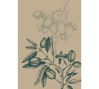 Komar Tableau mural motif mandolino sauvage - Dimensions : 50 x 70 cm