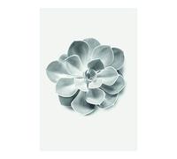 Komar Tableau Mural - Poster Aeonium Succulent - Décoration pour Salon, Chambre à Coucher - sans Cadre - P049B-50 x 70 cm - Dimensions : 50 x 70 cm (l x H)