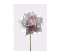 Komar Tableau Mural Rose - Impression d'art sans Cadre - Disponible en 3 Tailles - Blanc, Rose, Vert - 30 x 40 cm