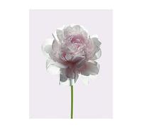 Komar Tableau Mural | Rose | Poster Image Décoration Salon Chambre à Coucher Art Print | sans Cadre | P065-40x50 | Dimensions : 40 x 50 cm (Largeur x Hauteur)