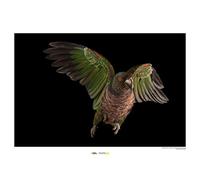 Komar WB-NG-007-50 x 40 cm Décoration murale géographique Motif parrot impérial 50 x 40 cm Sans cadre