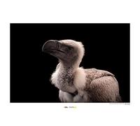 Komar WB-NG-031-40 x 30 cm Décoration murale géographique Motif vague africaine Blanc 40 x 30 cm Sans cadre