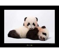 Komar WB-NG-033-70x50 Tableau mural géographique géographique Motif Giant Panda 70 x 50 cm Sans cadre