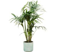 Kombi-Angebot - Kentia-Palme inklusive Elho Ocean Round Pacific Green Ø22 - 130 cm