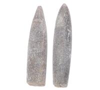 KOMBIUDA 2 Pièces Spécimens Bélemnite Naturels Accessoires Enseignement Fossiles Paléontologie Décoration Scientifique